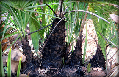 El palmito lanza sus hojas y resiste los incendios