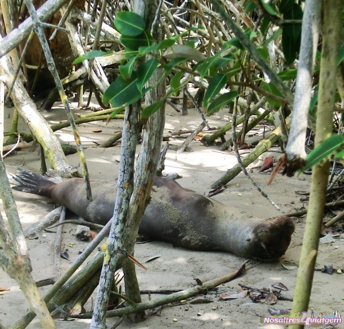 UN lobo marino dormía su siesta del mediodía. Isla Isabela (2013)